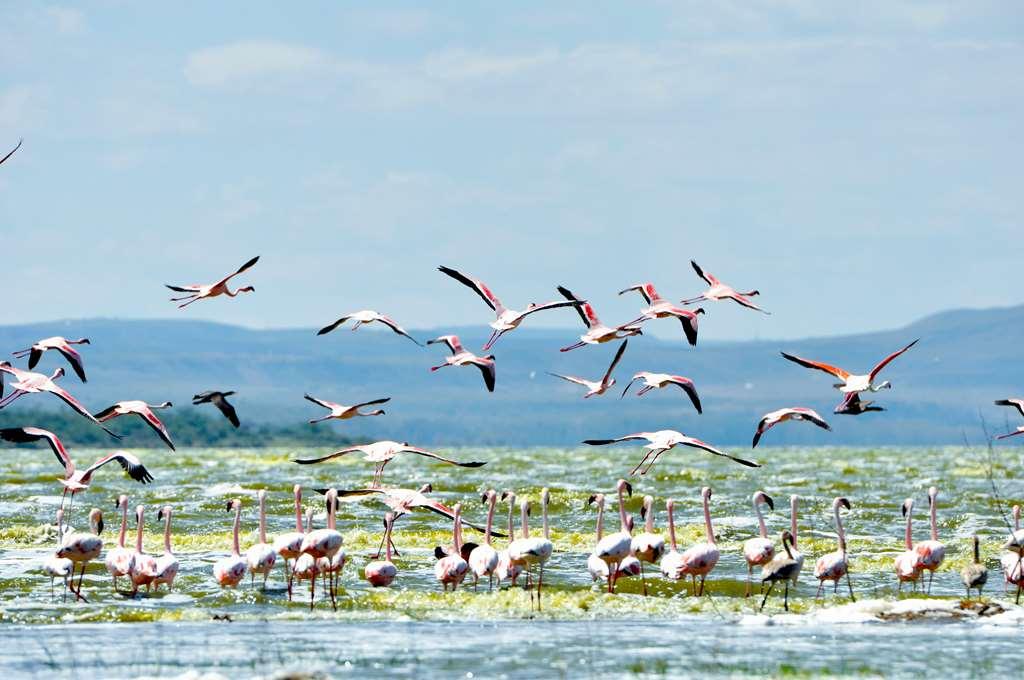 Lake Elmenteita Serena Camp Kültér fotó