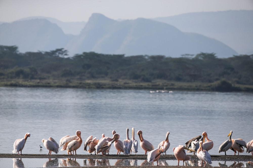 Lake Elmenteita Serena Camp Kültér fotó