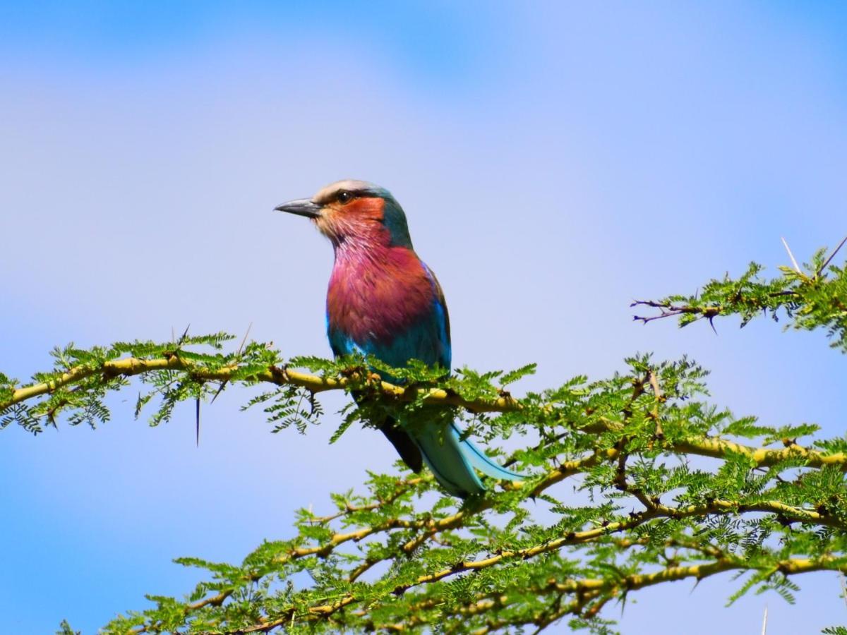 Lake Elmenteita Serena Camp Kültér fotó