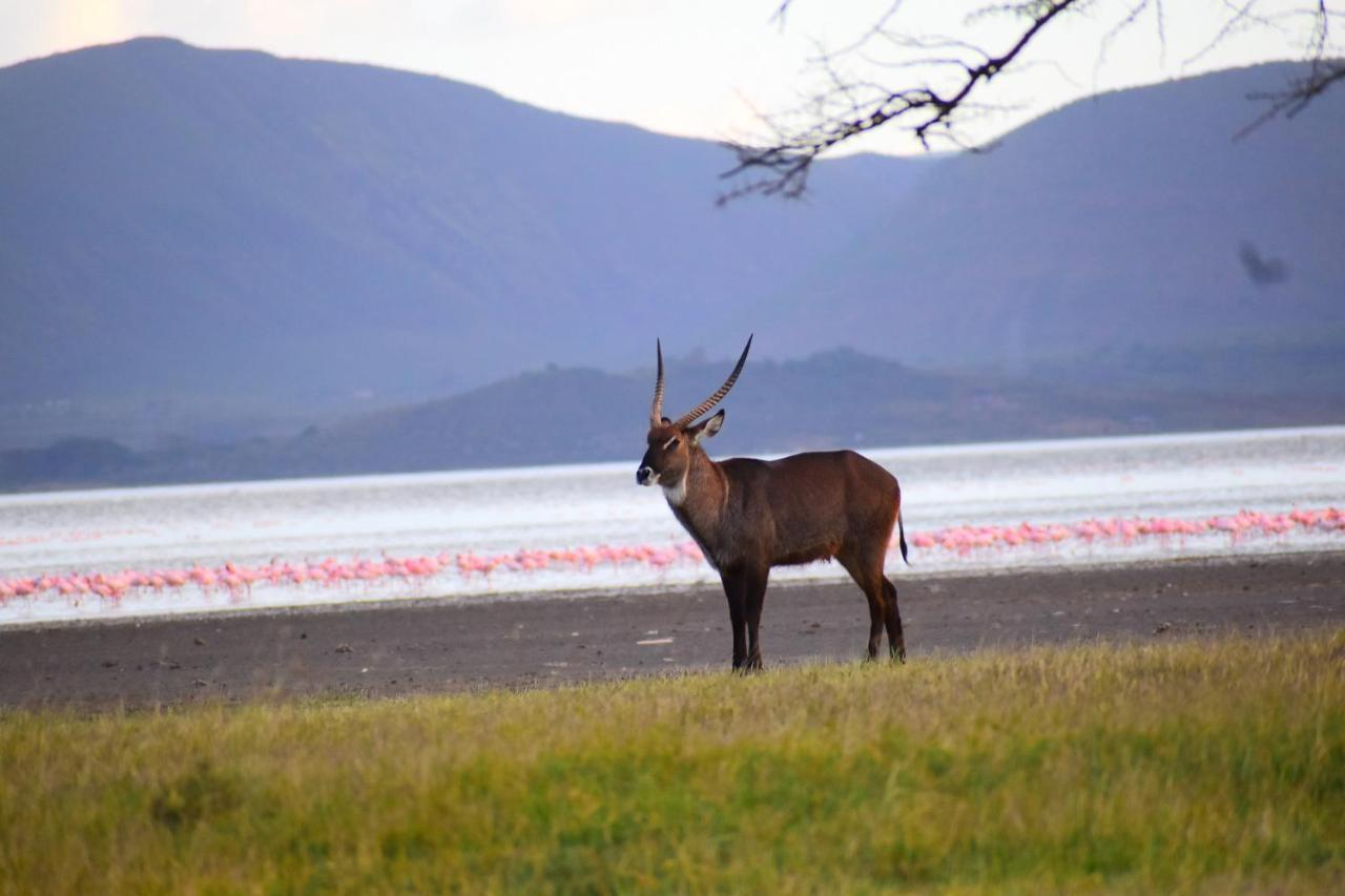 Lake Elmenteita Serena Camp Kültér fotó