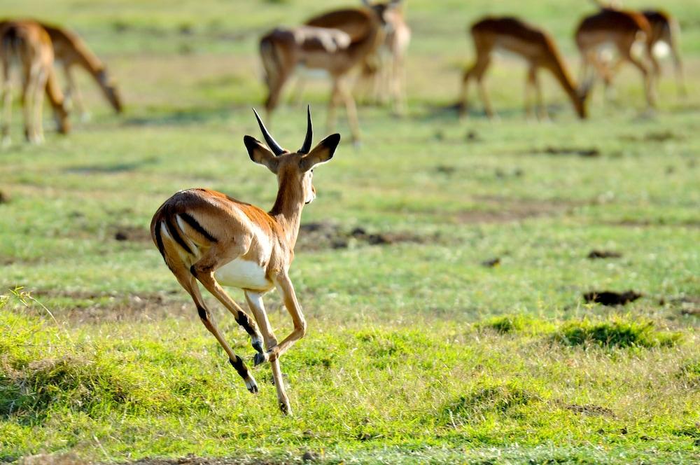 Lake Elmenteita Serena Camp Kültér fotó