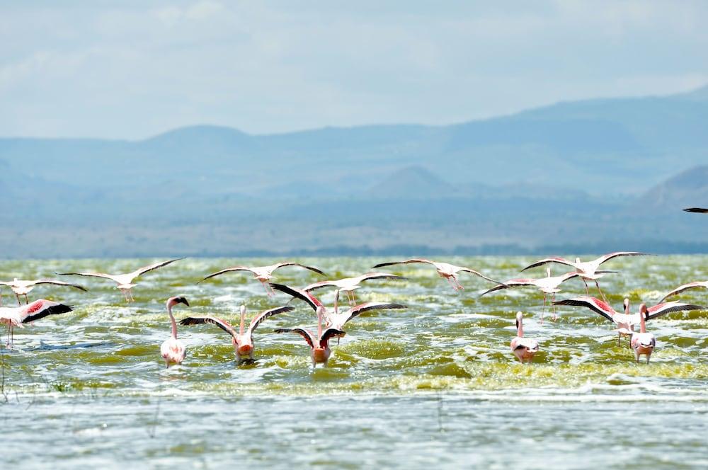 Lake Elmenteita Serena Camp Kültér fotó